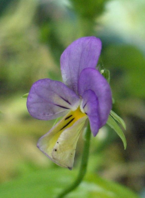 Heartsease