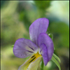 Heartsease