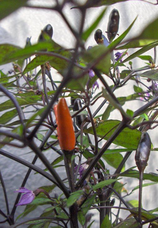 Dark-leaf chillies turning red