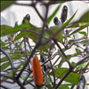 Dark-leaf chillies turning red