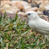 bílý vrabec
