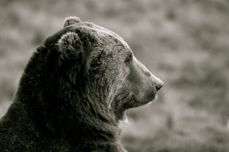 bear profile