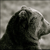 bear profile