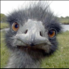 ostrich head