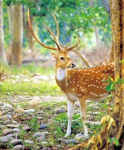 Indian deer