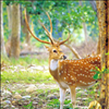 Indian deer