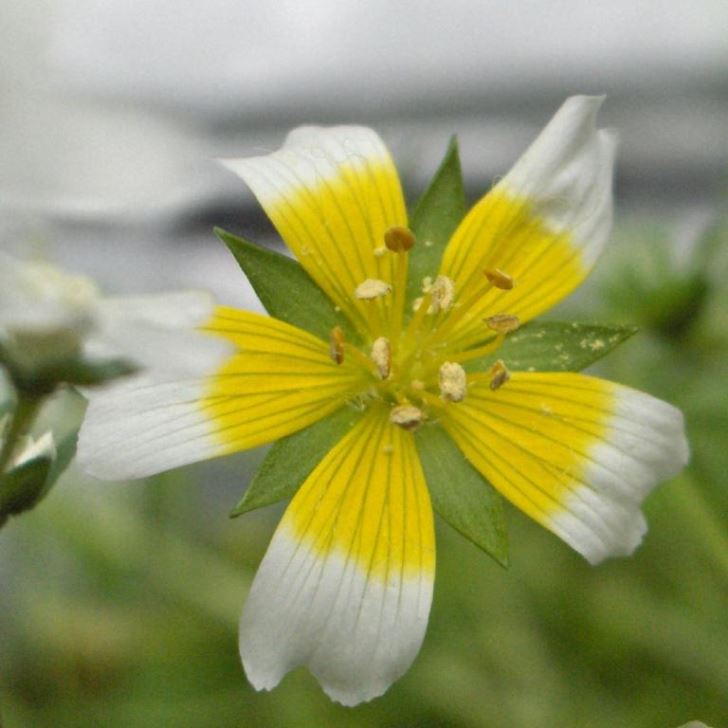 Poached egg plant