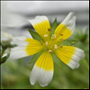 Poached egg plant