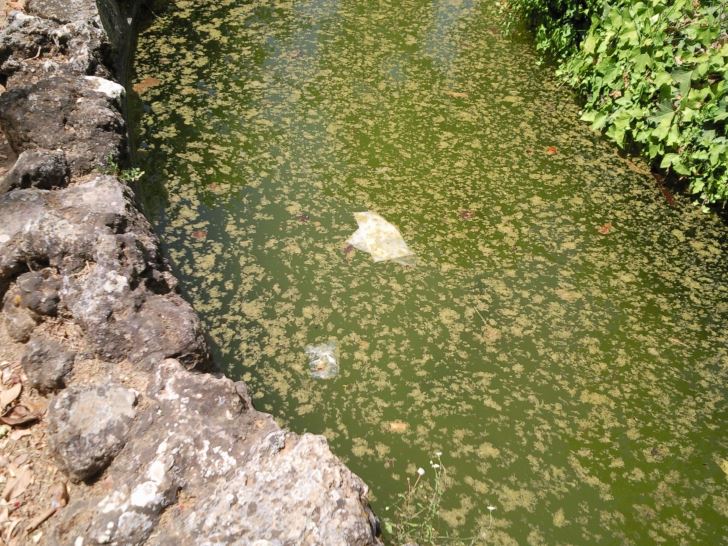 Lago ( Parque Dr. França) - FALTA FAZER