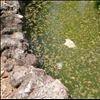 Lago ( Parque Dr. França) - FALTA FAZER