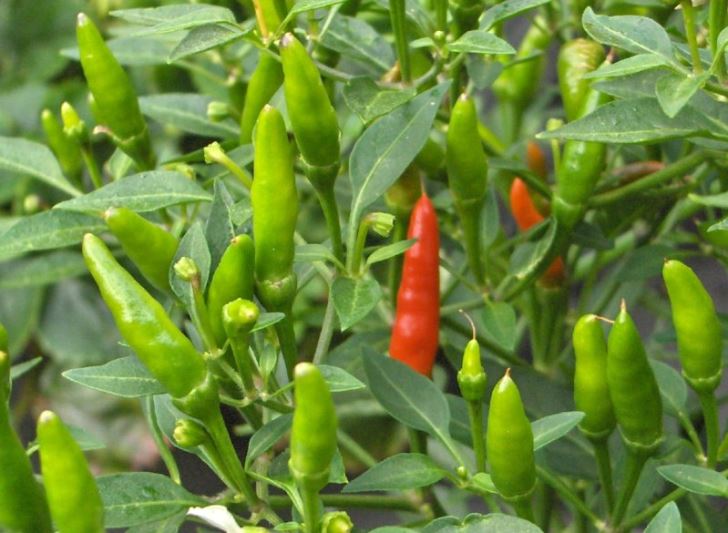 Ripe chillies