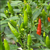 Ripe chillies