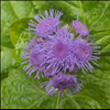 Ageratum