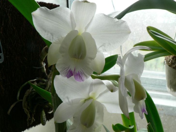 Cattleya walkeriana var. semi-alba 'Kenny'