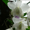 Cattleya walkeriana var. semi-alba 'Kenny'