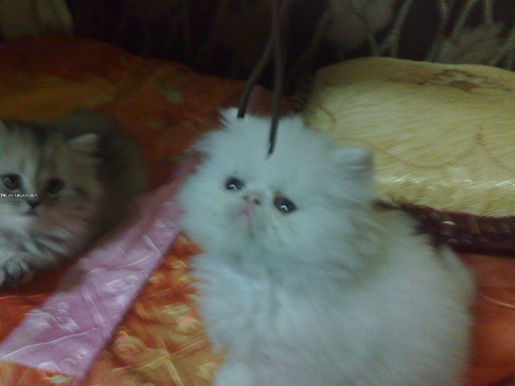 Image for Twitter.